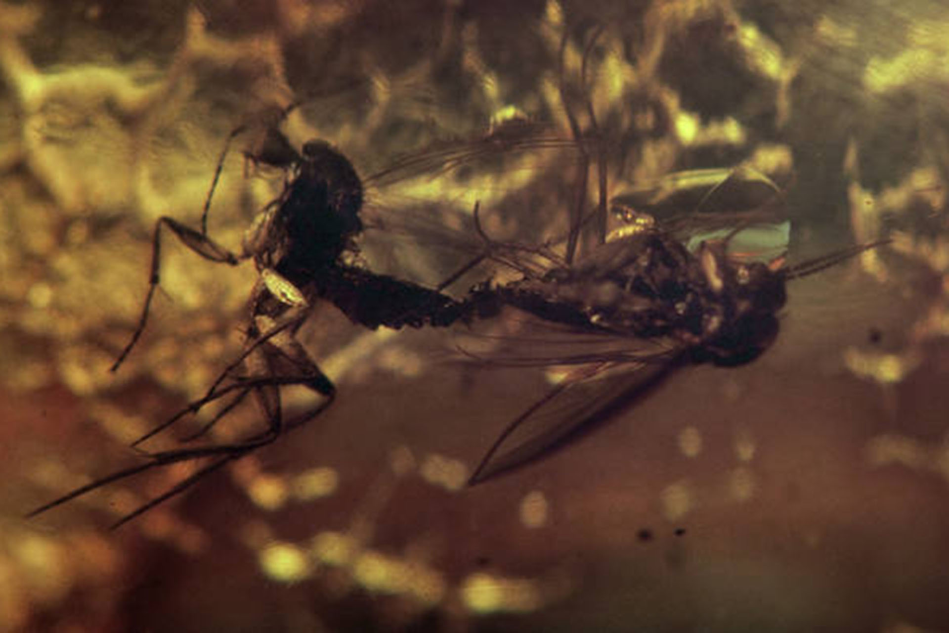 Pierre Huyghe exibe o filme ‘De-extinction’ e cria sala com insetos