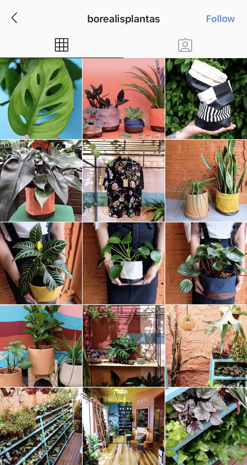 Instagram_Plantas_Borealis