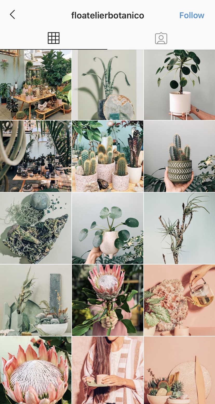 Instagram_Plantas_FLO