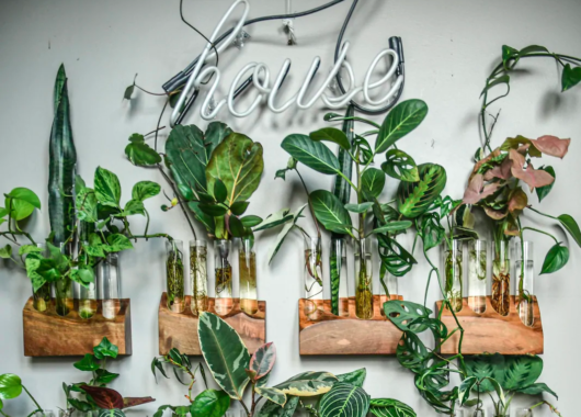 Airbnb Propagando plantas com Hilton Carter