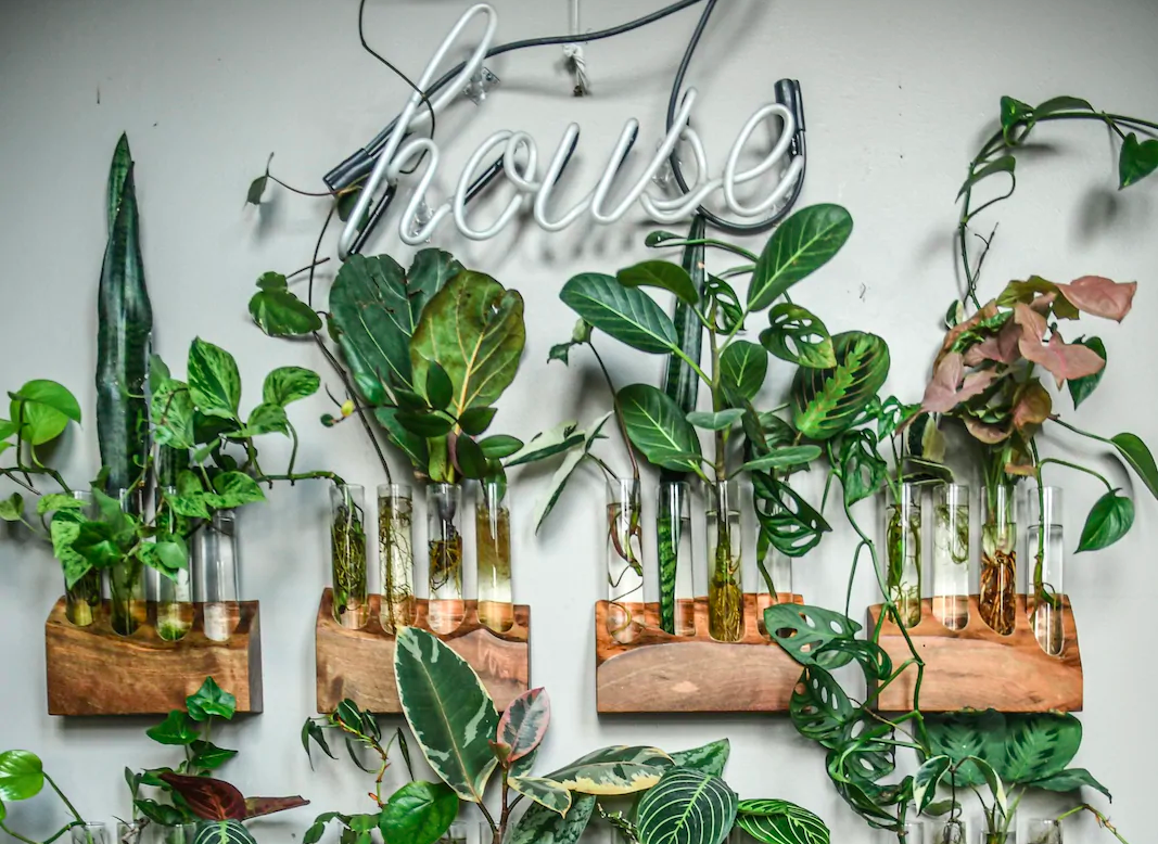 Airbnb Propagando plantas com Hilton Carter