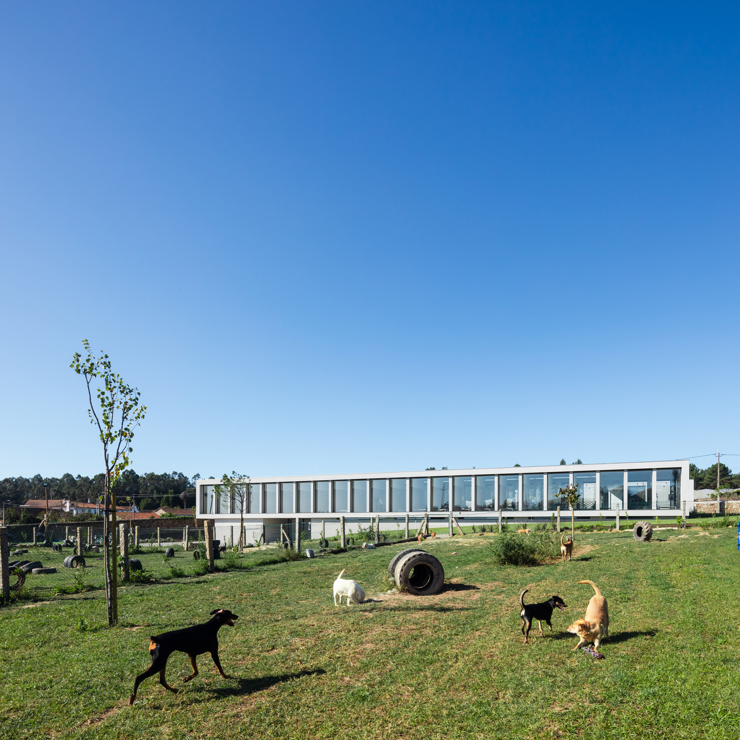 Dezeen Top Hotels 2020 Canine and Feline Hotel