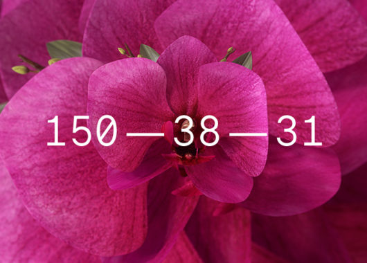 Coloro + WGSN Colour of the Year 2022 Orchid Flower