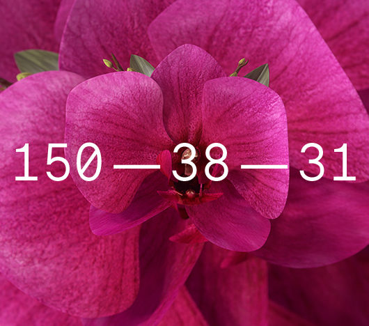 Coloro + WGSN Colour of the Year 2022 Orchid Flower