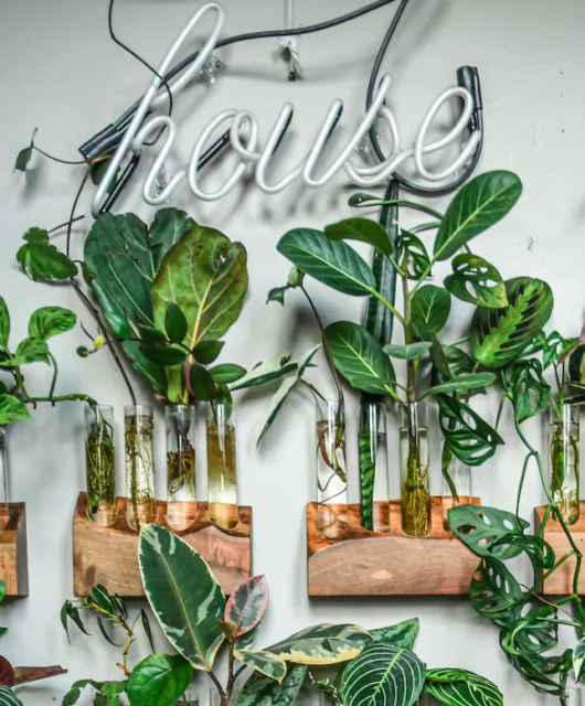 Airbnb Propagando plantas com Hilton Carter